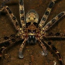 EcologyResearch's profile picture. We are a research group at the Biology Centre of the Czech Academy of Sciences, and the University of South Bohemia.