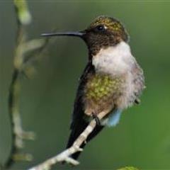 bmines_ase's profile picture. 