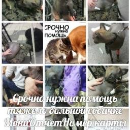 Домашний приют остро нуждается,животным скоро будет нечего есть,примем любой корм.Карта Сбербанка России,номер:639002559010756821