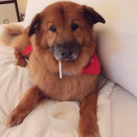 Chunk Handler (@chunkhandler) 's Twitter Profile