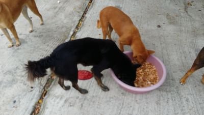 helping the streets dogs of hua hin