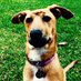 Nolehound (@nolehound) Twitter profile photo Nolehound (@nolehound) Twitter profile photo
