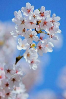 أزهار الربيع Sur Twitter شكرا يا الله على الذين ي بهجون القلب بكلمة و يعبرون عن الح ب بالدعوات