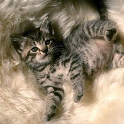 kittymelody's profile image