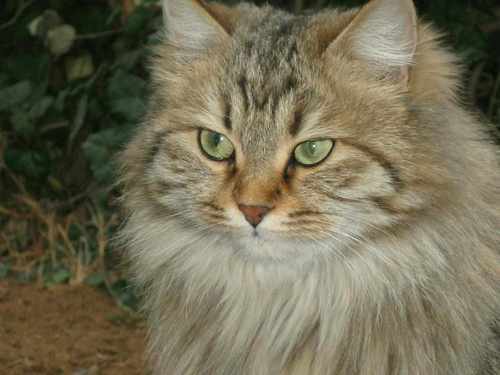 adanial41's profile picture. A I HUMAN LOVE CATS AND BIRDS AND FISH AND TREES AND BEES AND AIR AND WATR AND EARTH AND EVE WANT YOU TO COME WITH ME IF YOU WANT TO LIVE  .