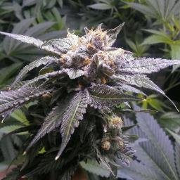 We are a Collective Serving the Sacramento and Vicinity Community with Clones and Medicines to help folks FEEL BETTER!