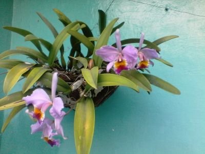 andrymedinap's profile picture. 