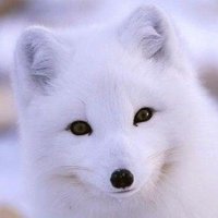 紅【コウ】🐯👑 (@kurenai_kou_) 's Twitter Profile Photo