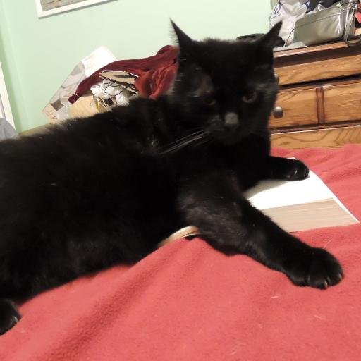 Feline god. Furry, dark, and handsome co-owner at @seizethebooksho. Likes laying on books, naps, and head scratches.