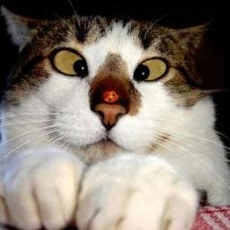 Télécharger gratuitement Images Droles D Animaux Drolesdanimaux Twitter le plus cool salutations