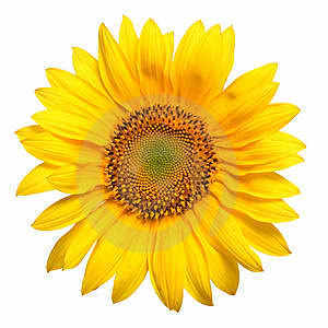 sudhabt's profile picture. 