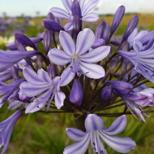 's Werelds grootste collectie Agapanthus.
Inmiddels kweken wij 200 verschillende soorten en is het bedrijf uitgegroeid tot marktleider van Nederland.