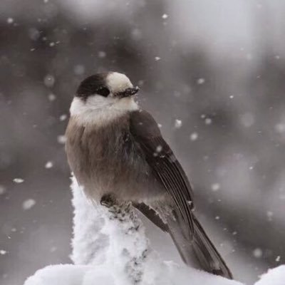 budoor9090's profile picture. ليت هالدنيا مثل مدة (أبوي) لا عطاني ما انتظر رد العطا