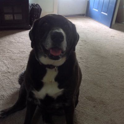 lbhornyak's profile picture. Living with this crap is hard. #chronicpain #vasculitis #ankylosingspondylitis Always on the lookout for #Petechia