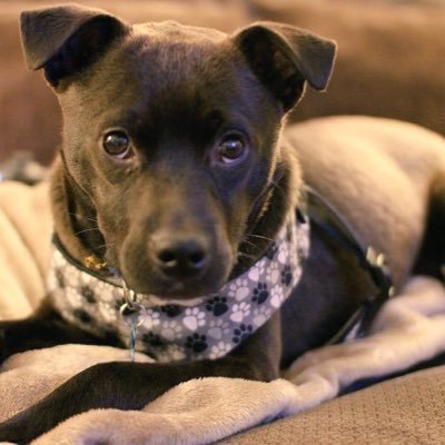 TheCooperMini's profile picture. Hi my name is Cooper and @RyanAbe is my Dad