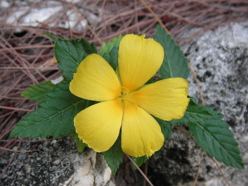 akoilppm36's profile picture. 