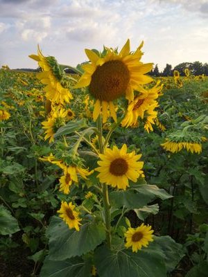 Brwn_iyd_grl's profile picture. 