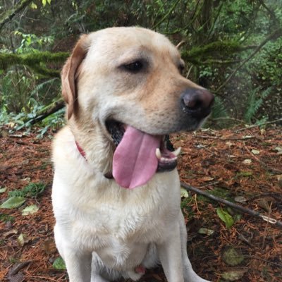 KellyintheDeli's profile picture. Just a girl and her dog. insta:@Raleigh_ace