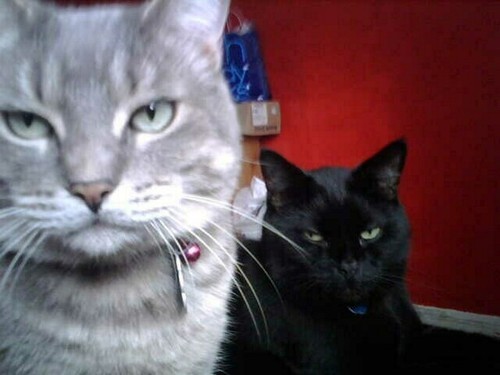 TheRealKingBo's profile picture. I was named after a Chinese restatraunt called King Bo 
April 1999-April 4 2015