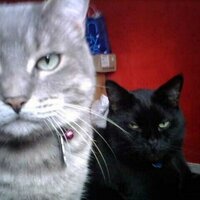 King Bo cat (@therealkingbo) 's Twitter Profile