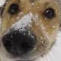Babi Sonsa (@babi_dogcatresc) 's Twitter Profile