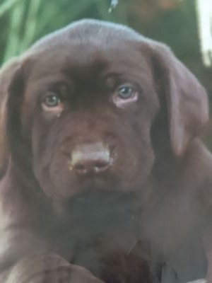 MsVickiegreen's profile picture. Nubian Sister, whose greatest passion is a life fully  lived, the love of animal's,politics,movies,art,Motown,theater, environment &my love cocoa bean.