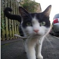 Kentaro Neko (@kentaro_neko) 's Twitter Profile Photo