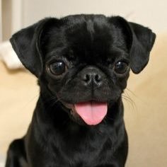 Cutest pug pictures ever!! Everyone loves pugs we love pugs! None of there pugs are owned by us*