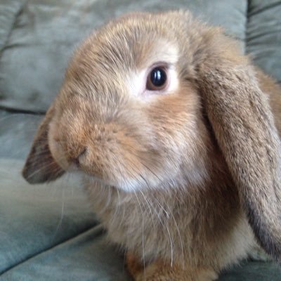 Bleak81Bleak81's profile picture. mobile link to my twitch down below :) I play mainly rainbow six,UFC, and fable III. any requests don't be afraid to ask I'll post UFC results on Twitter