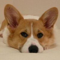 しのぶた (@shamu0113) 's Twitter Profile