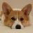 shamu0113's profile image