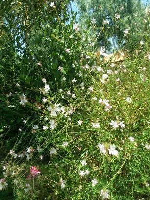 bartu_sar's profile picture. 