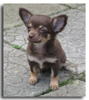 pink_chihuahua's profile picture. Hi I am the owner of a puppy chihuahua named Pink.I also have a website about Chihuahuas http://t.co/xNsDayNz be sure to visit .