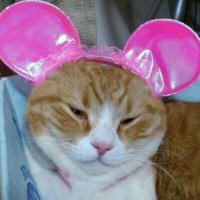 nekomomo (@mekomomo3) 's Twitter Profile