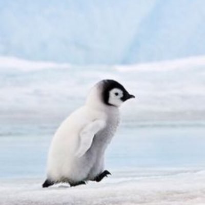 cpeng123's profile picture. 