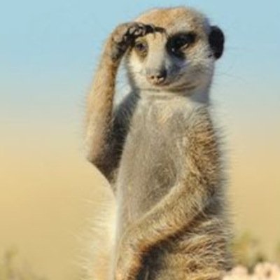 GINDCA's profile picture. 