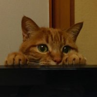 DoN🚑🍙🧪🥐🌽🌲 (@you_x86_64) Twitter profile photo