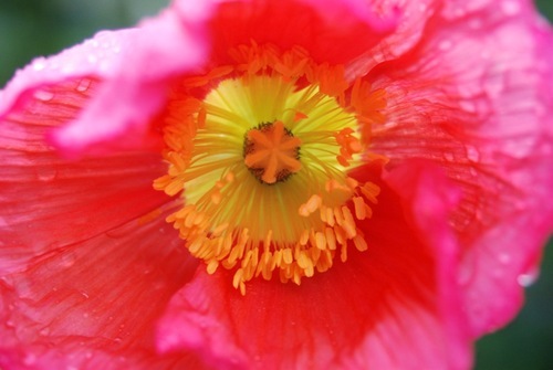 Boulder's high-end flower shop!  Innovative designs and quality customer service!