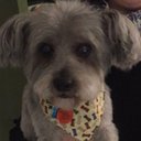 Wendy Klein - @shoshi1234 - Twitter