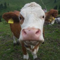 Almabtriebe (@almabtriebe) 's Twitter Profile
