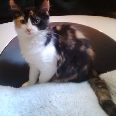 🇺🇦🇨🇦🇷🇴🦫🍁Proud mom of two beautiful girls, cats lover, liberal