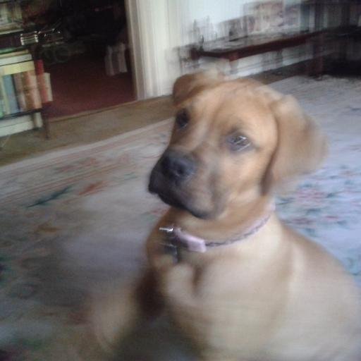 chrin21's profile picture. mum and nan