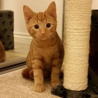 Spartacus Oulton (@omgitsakitten) 's Twitter Profile