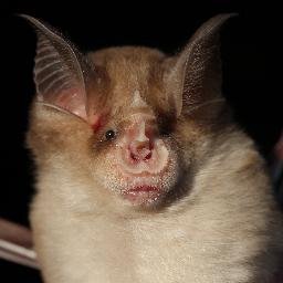 Assistant Professor - Population genetics/genomics, ecology and conservation. All about bats, fungal disease [WNS]. At ISEM, Montpellier @isemevol @umontpellier