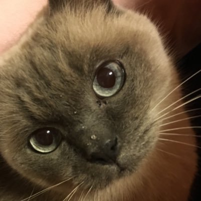 urbpDtDBa0wAzc0's profile picture. 読書と音楽と金継ぎと絵と写真とベリーダンスとダラブッカが大好きなチーママです アイコンは2023年の10月にゴートゥーヘブンしたきよし社長です 食べるのも作るのも呑むのも大好きです 好きな物や好きな事を沢山見つけながら生きています