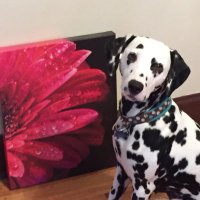 Katie Grunow (@conicdal) 's Twitter Profile