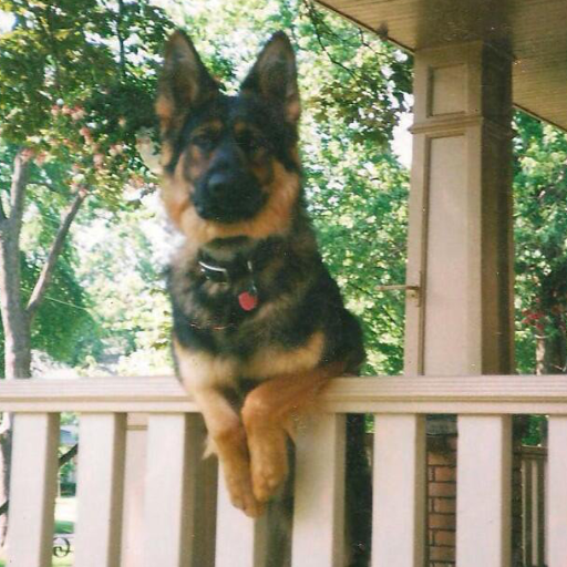 Wrk9Training's profile picture. Dog Training Behavioral modification Master Dog Trainer -                        (216) 221-7424 .......Invisible Fence Cleveland West