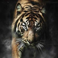 @YaboySteven (@stevenrandall17) 's Twitter Profile