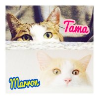 くろださん家のねこ (@tama_marron) 's Twitter Profile