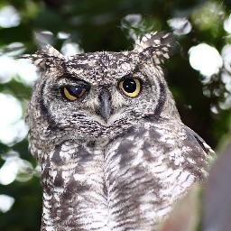 thisendshere's profile picture. Formerly paid paltry sums to fall out of the sky and land haphazardly across the land from what some claim to be perfectly good airplanes. They were not.